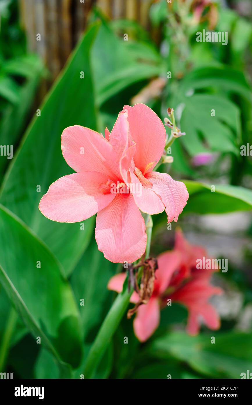 Canna glauca flower growing in Vietnam Stock Photo