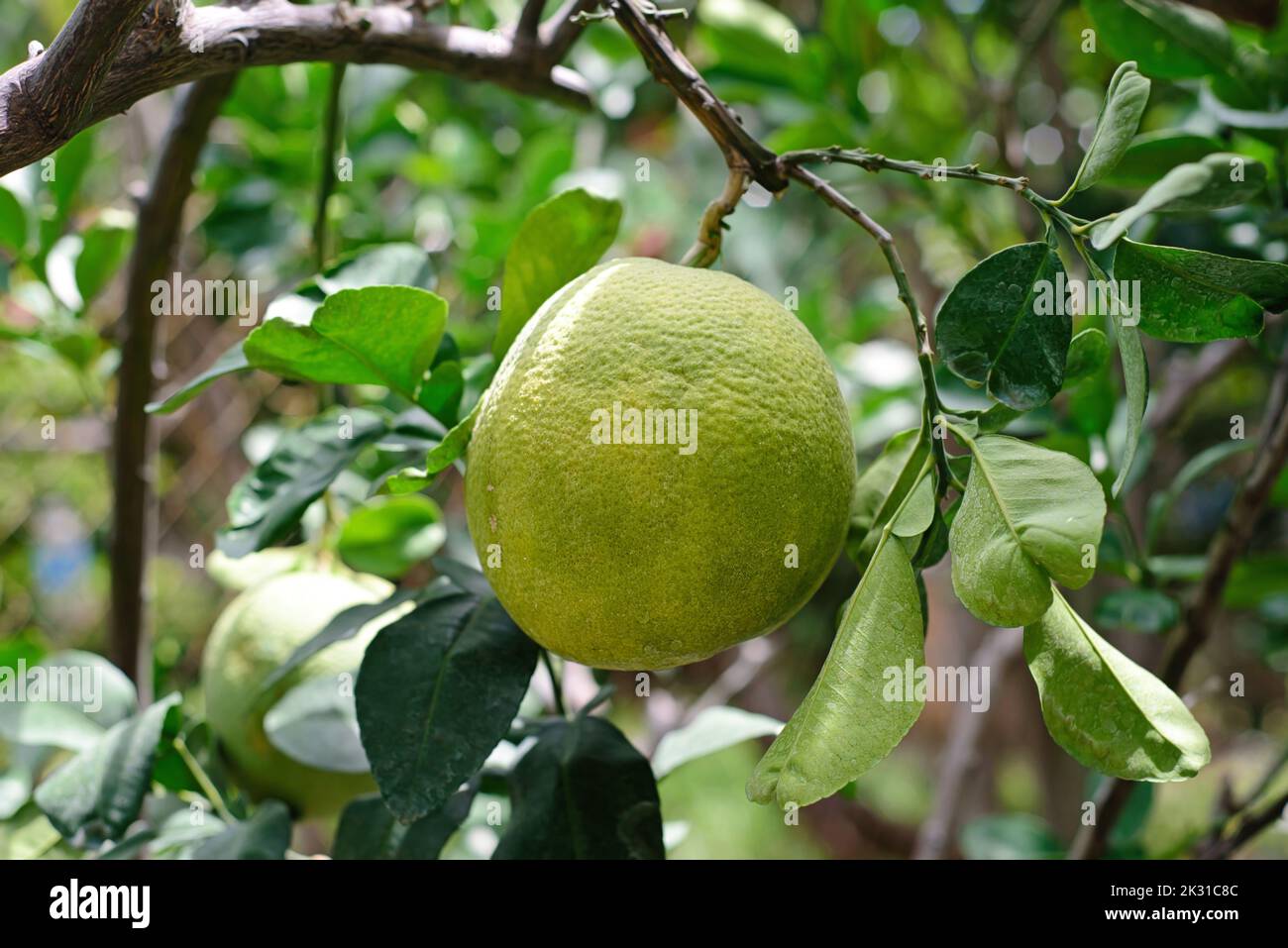 Pomelo with leaves hires stock photography and images Alamy