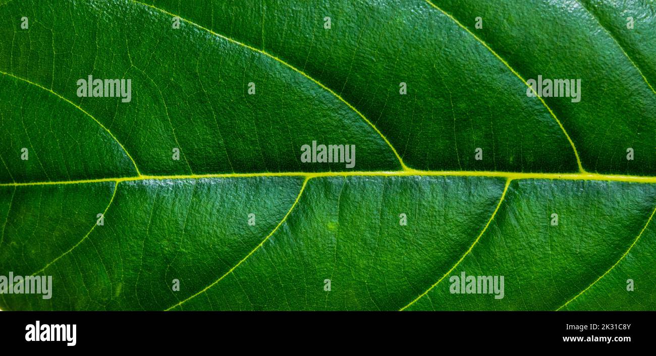 A piece of pineapple leaf Stock Photo Alamy