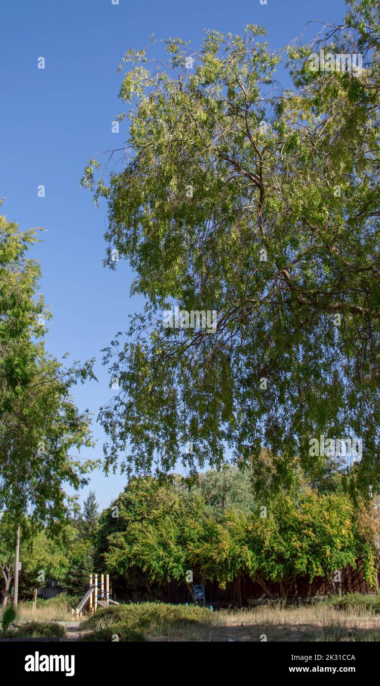 Willow Tree Park Stock Photo Alamy
