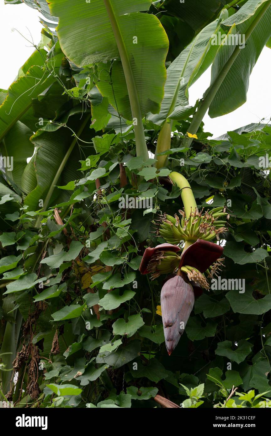 Mocha hanging from banana tree. It is the Bengali name of banana flower