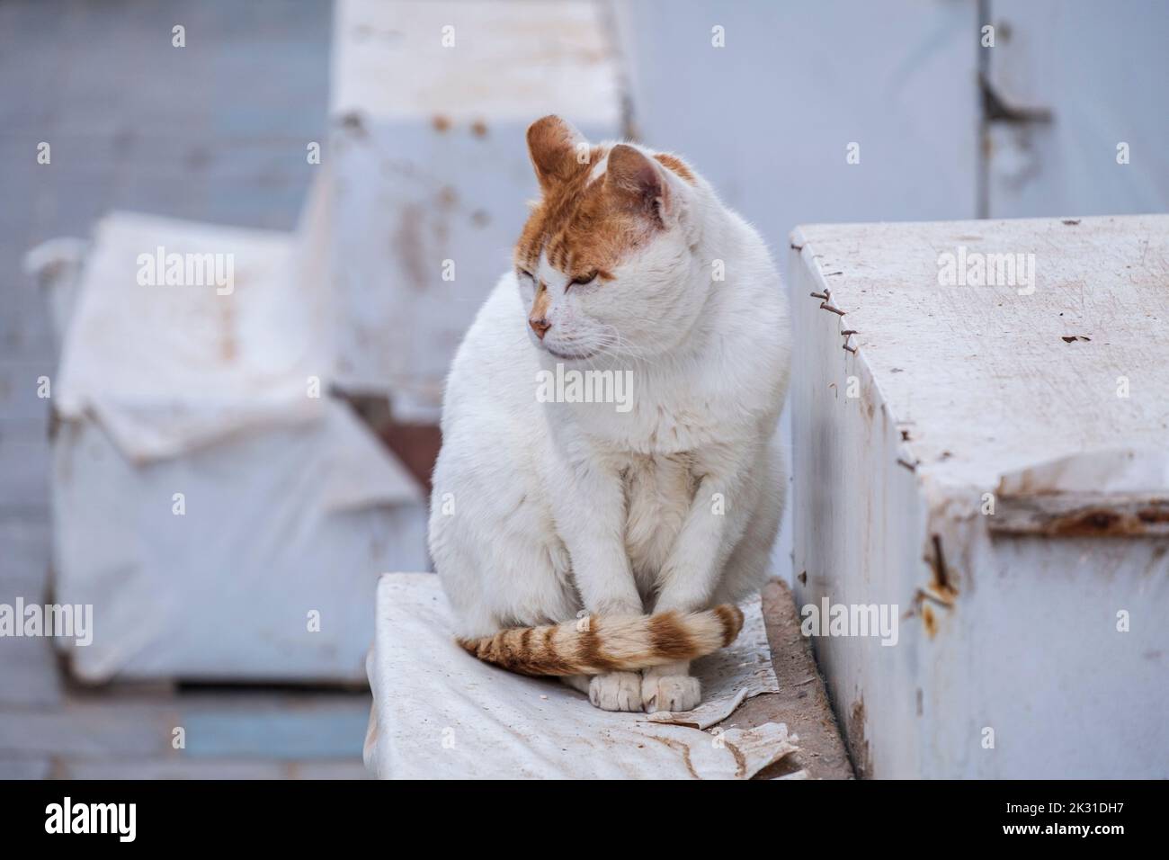 street cat, Essaouira, morocco, africa. Stock Photo