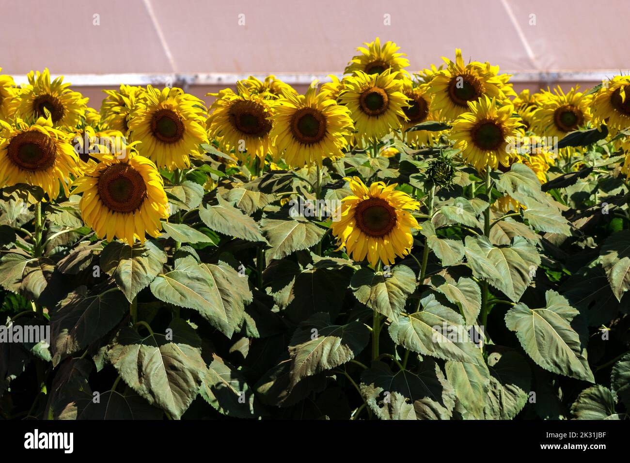 Common Sunflower (Helianthus annuus) grown as a crop for its edible oil and edible seed in Brazil Stock Photo