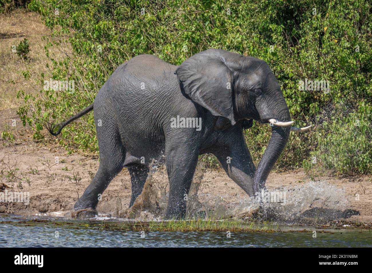 African bush elephant walks splashing through river Stock Photo - Alamy