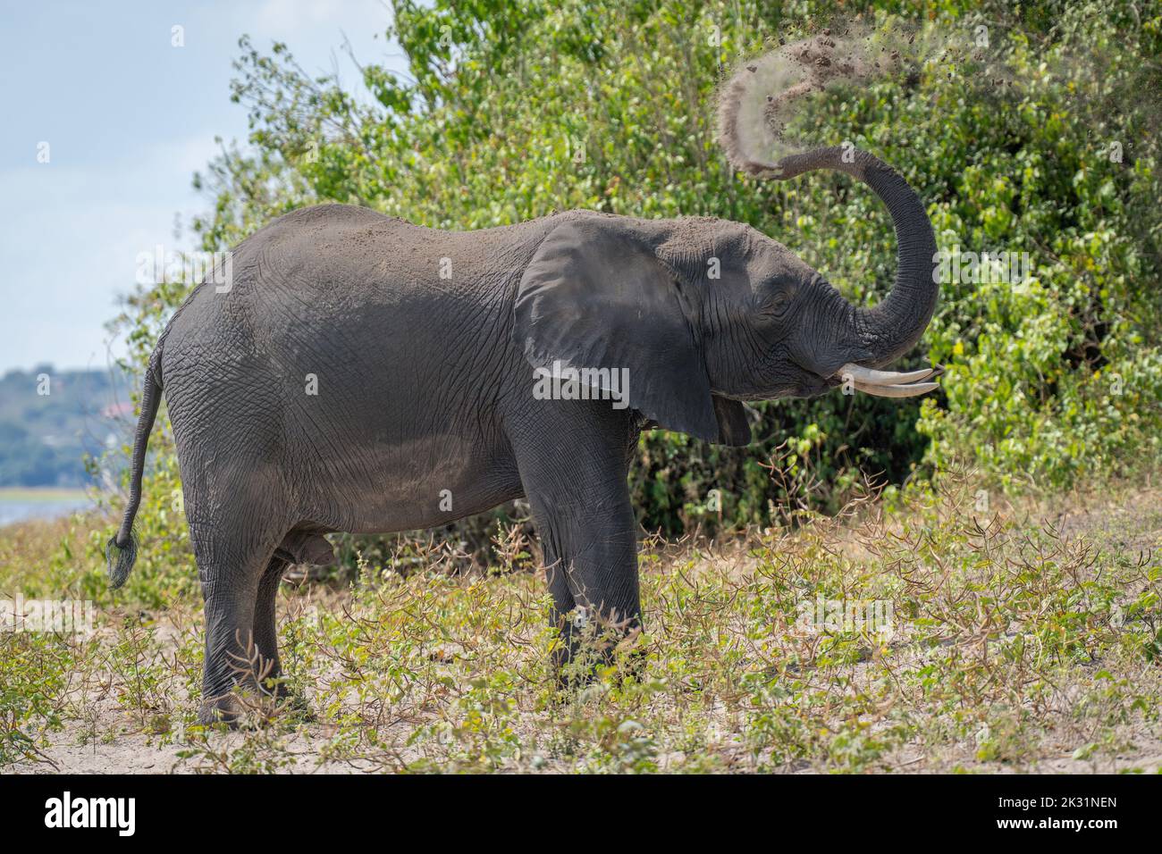African elephant standing on riverbank throwing dust Stock Photo - Alamy