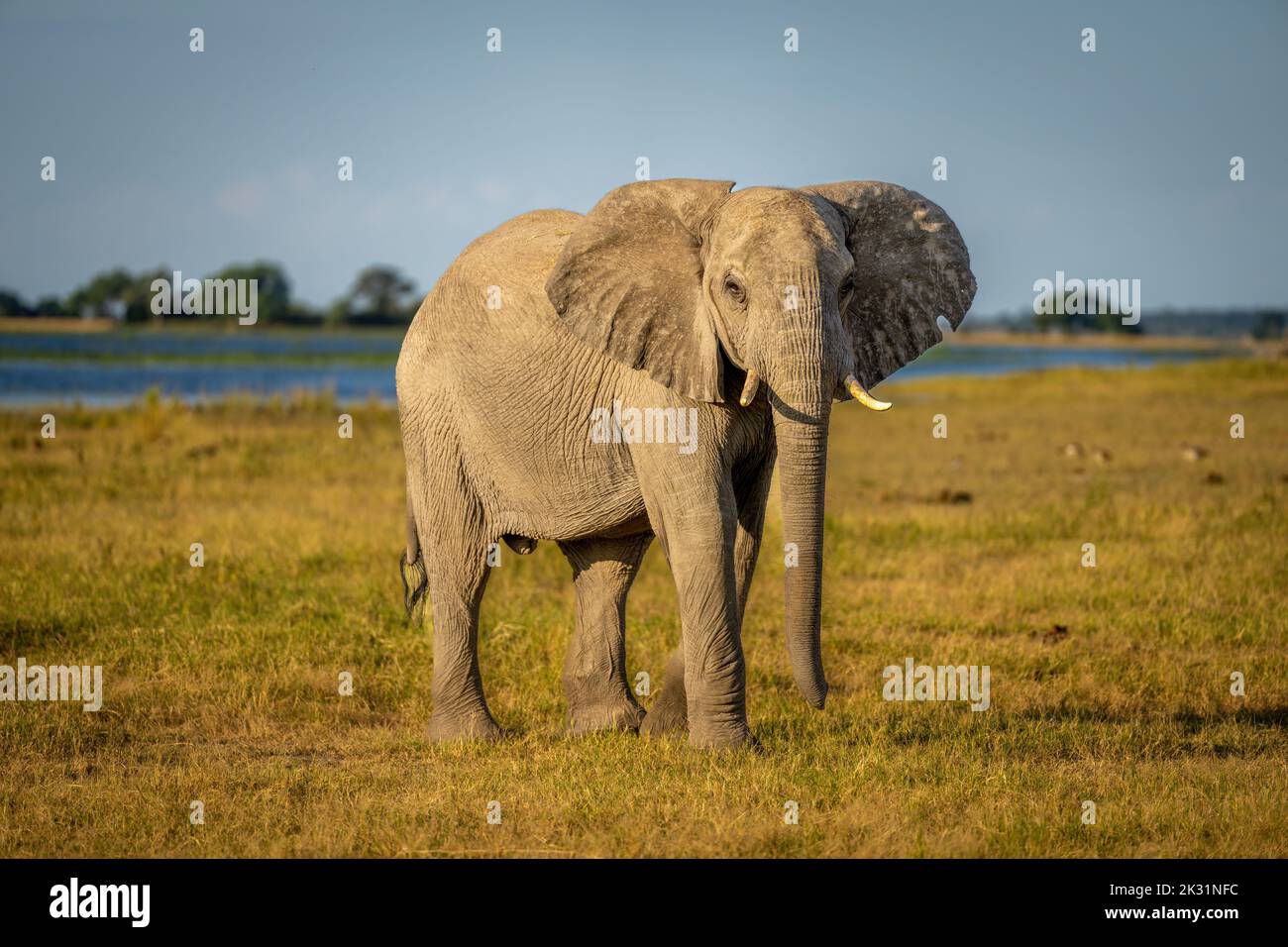 African elephant stands by river watching camera Stock Photo Alamy