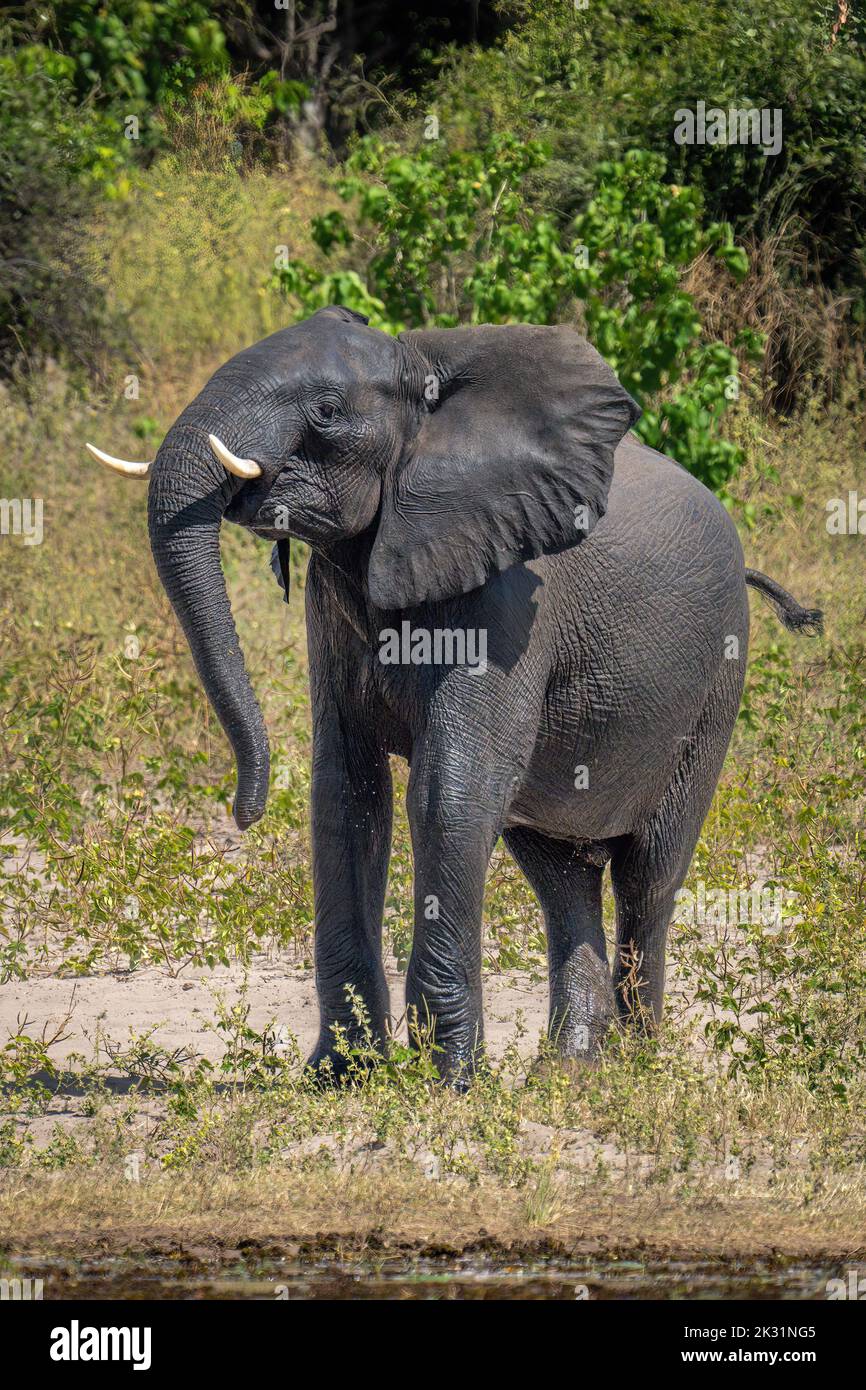 African elephant stands lifting head by river Stock Photo