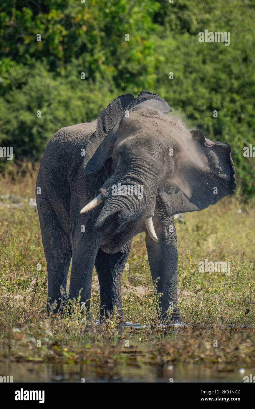 African elephant stands on riverbank shaking head Stock Photo - Alamy