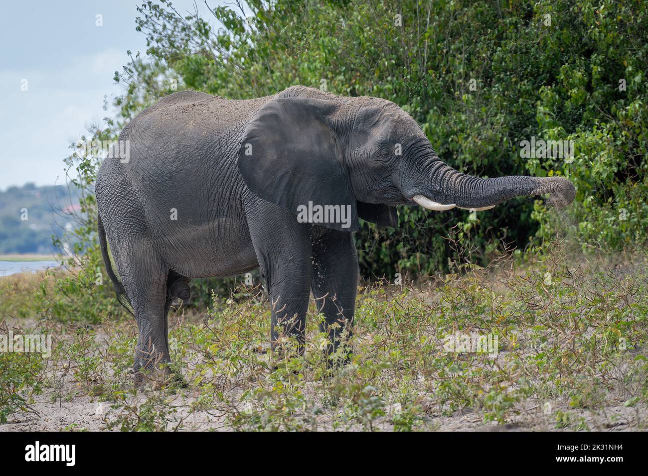 African elephant stands on riverbank throwing dust Stock Photo - Alamy