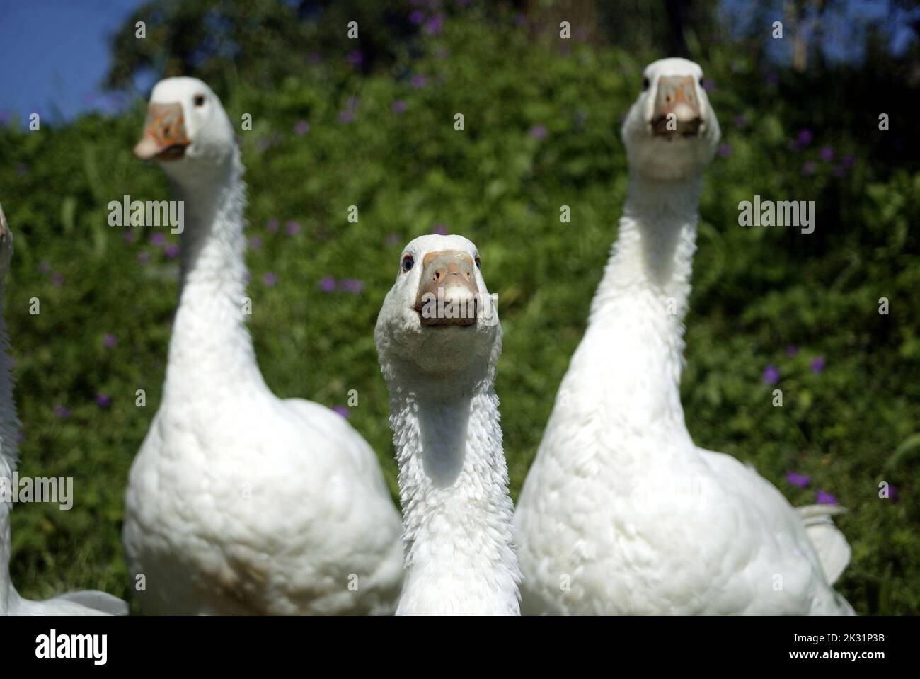 3 Snow Geese, Bavaria, Germany Stock Photo
