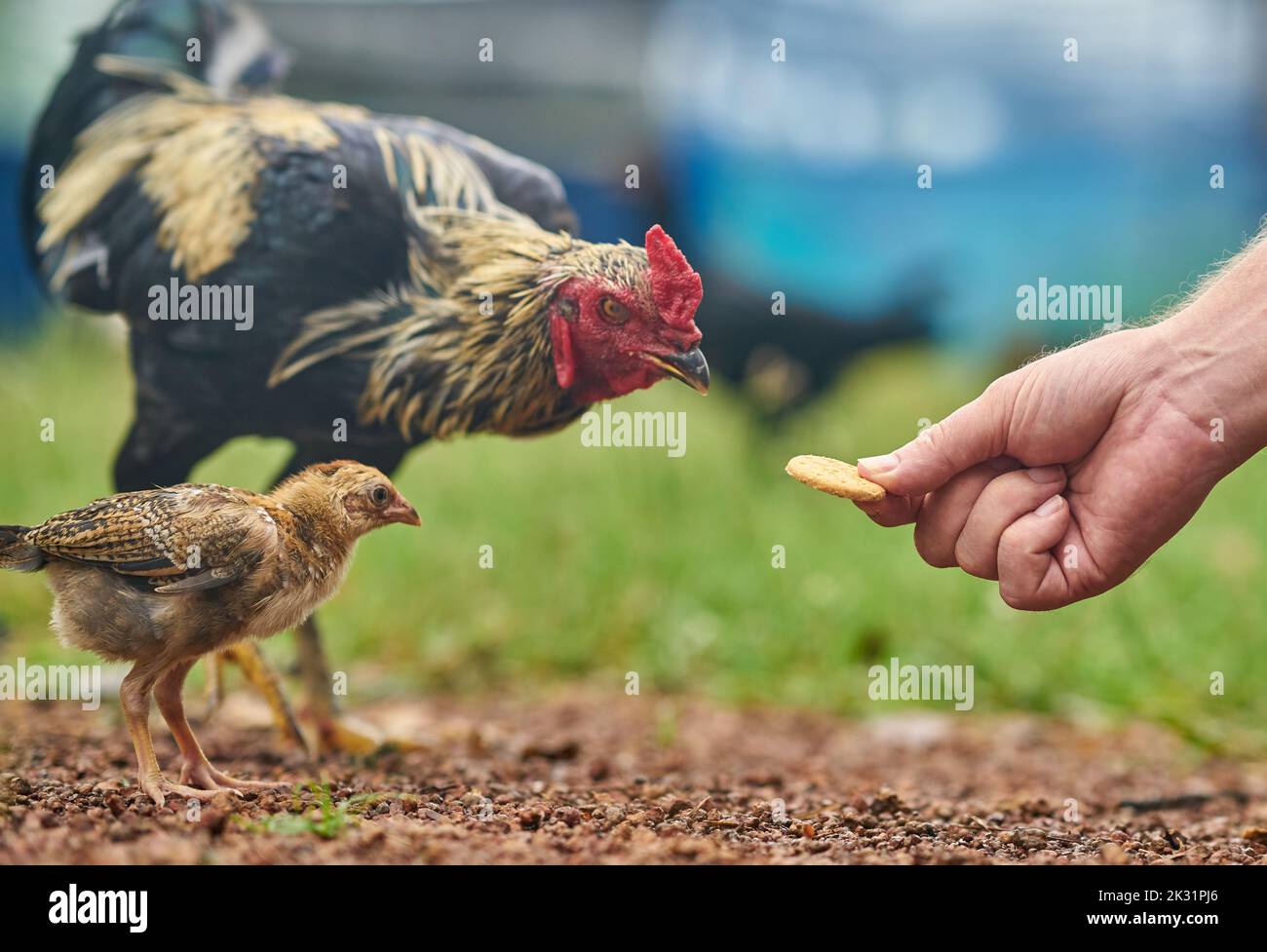A chicken takes a biscuit from a human hand, conceptual image, that takes the biscuit. Stock Photo