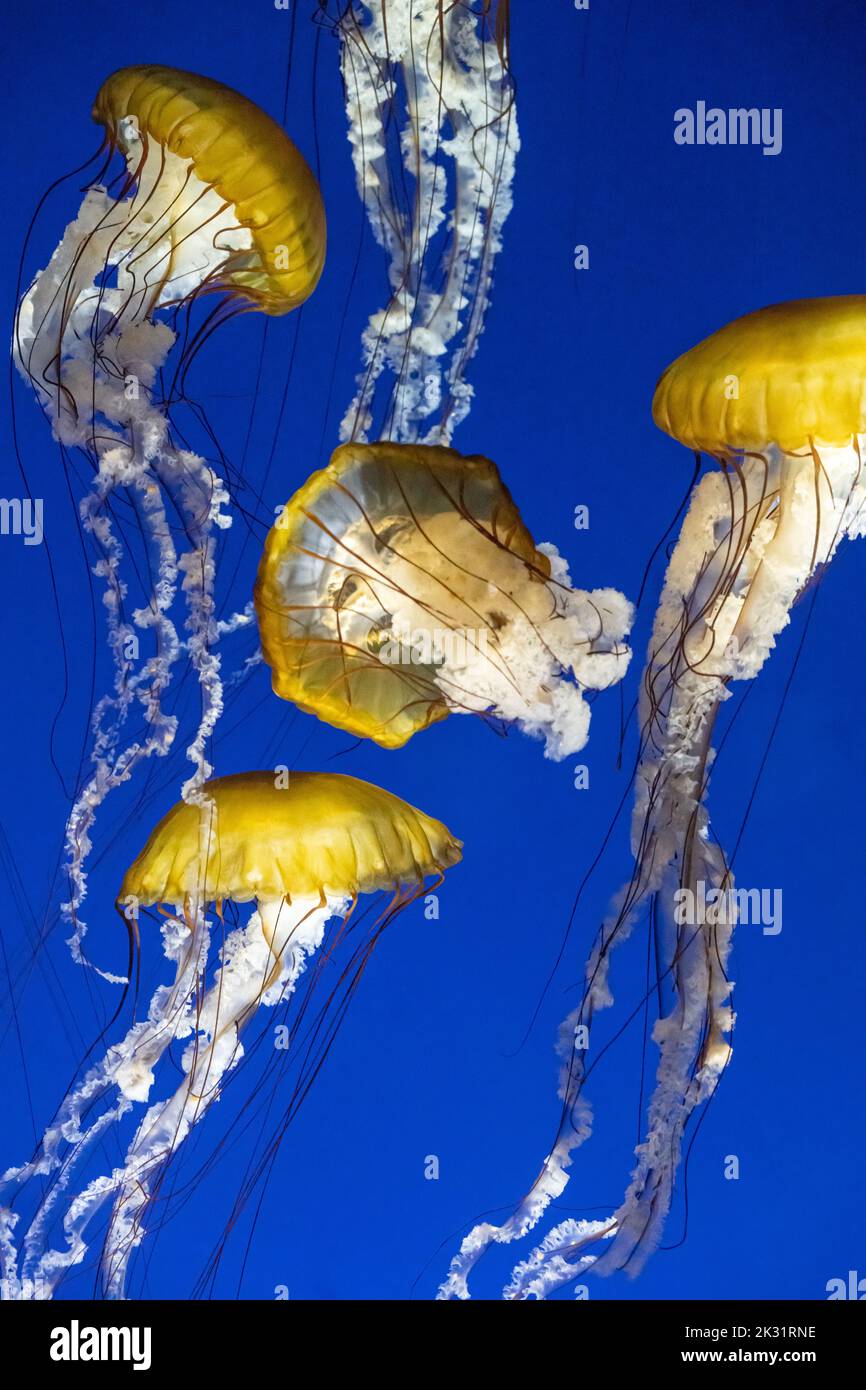 Pacific sea nettles (Chrysaora fuscescens), also known as West Coast sea nettles, at the Georgia Aquarium in downtown Atlanta, Georgia. (USA) Stock Photo