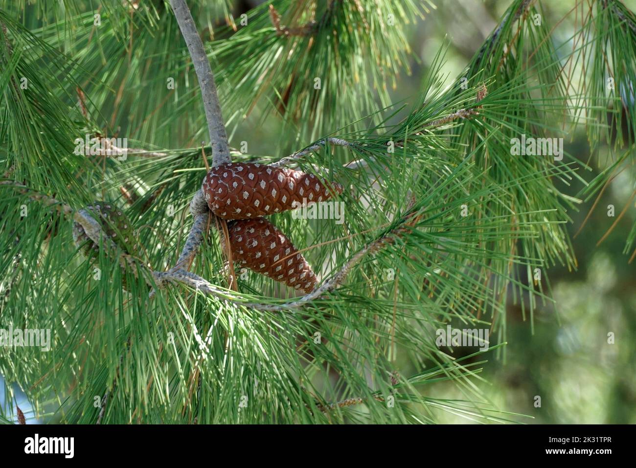 Pine Cones from a Pinus Halepensis Stock Photo
