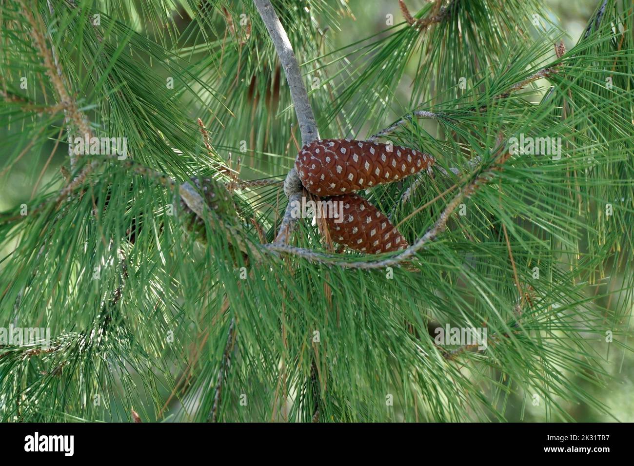 Pine Cones from a Pinus Halepensis Stock Photo