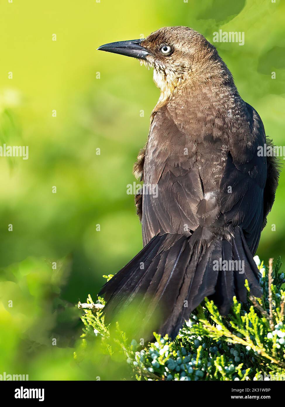 Female Boat-tailed Grackle in a Tree Stock Photo