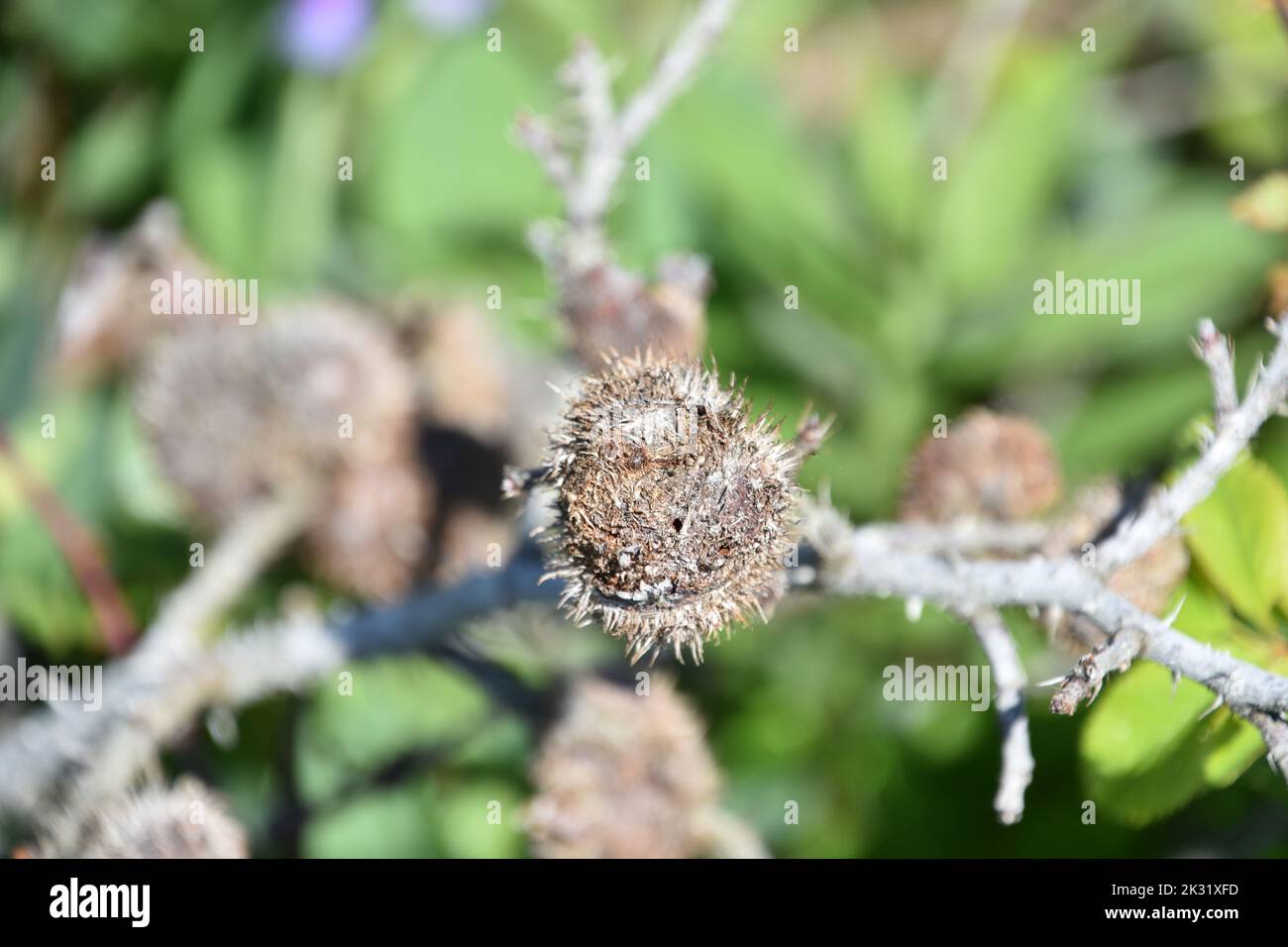 Protruding thorns and briars on a bramble seed pod in the wild Stock