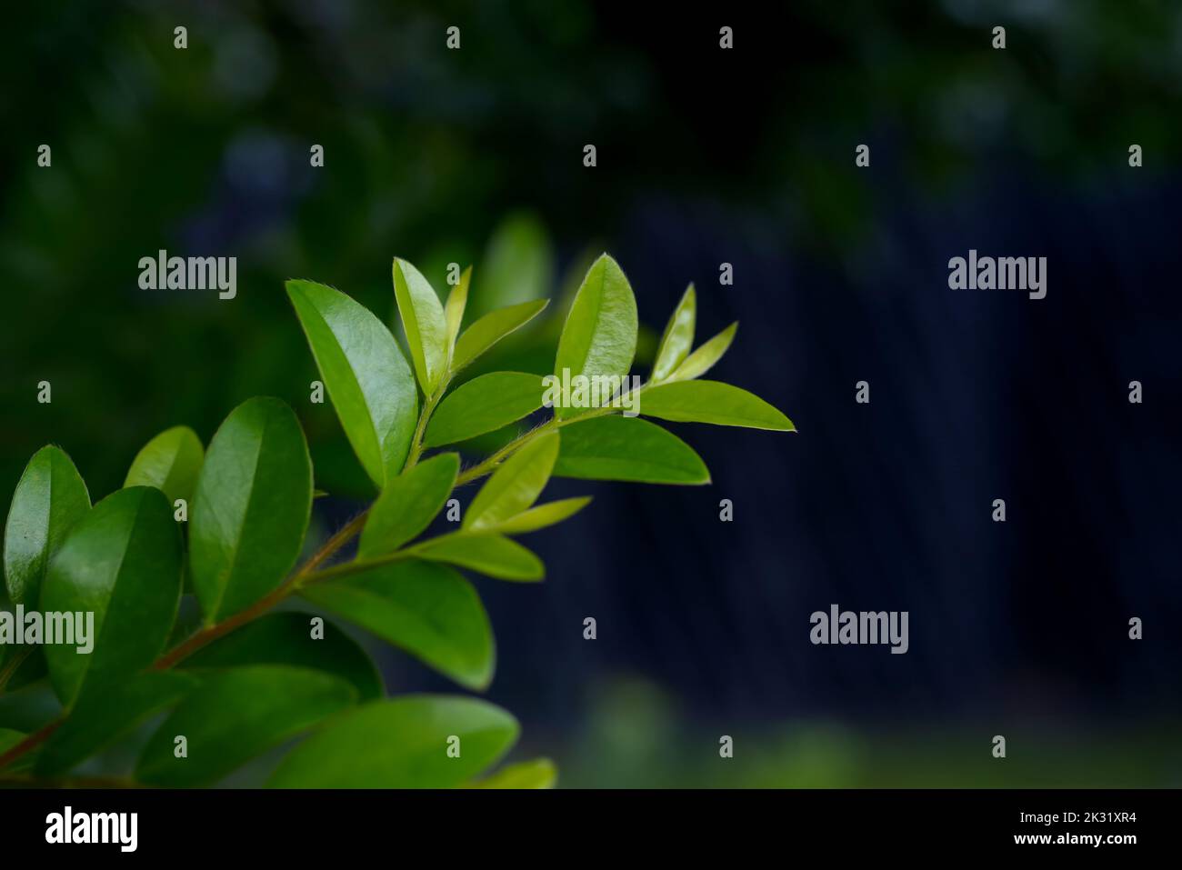 Background of green leaves of a tree Stock Photo