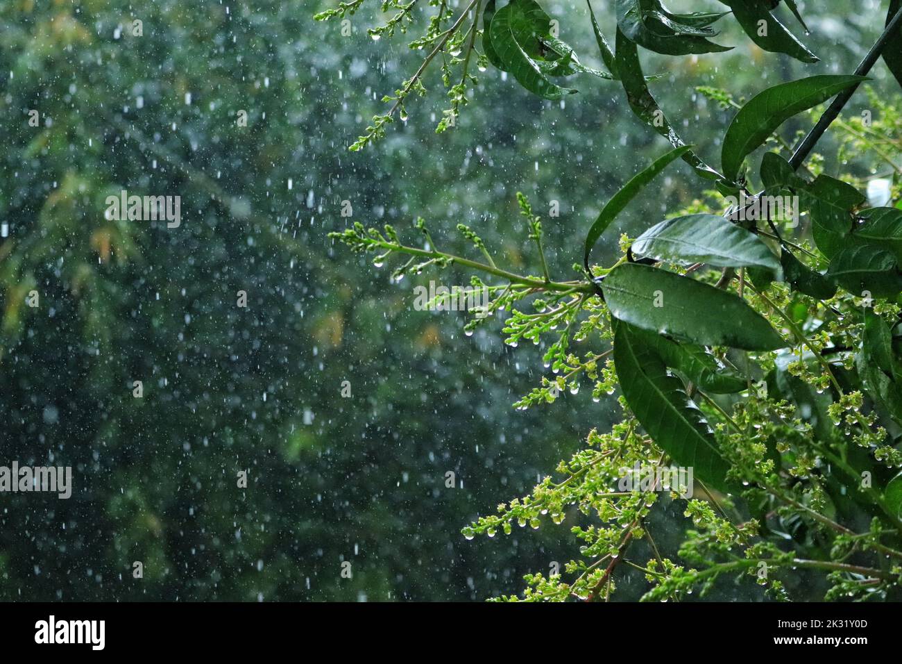 Rain drops falling on leaves hi-res stock photography and images - Alamy