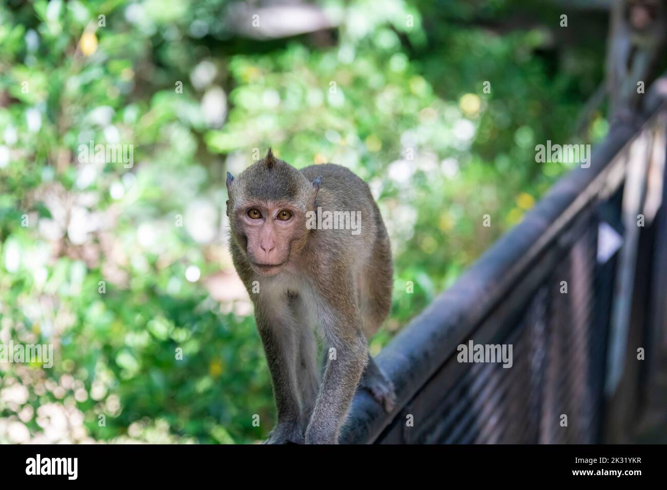 The wild crabeating macaque (Macaca fascicularis) in khao kheow zoo