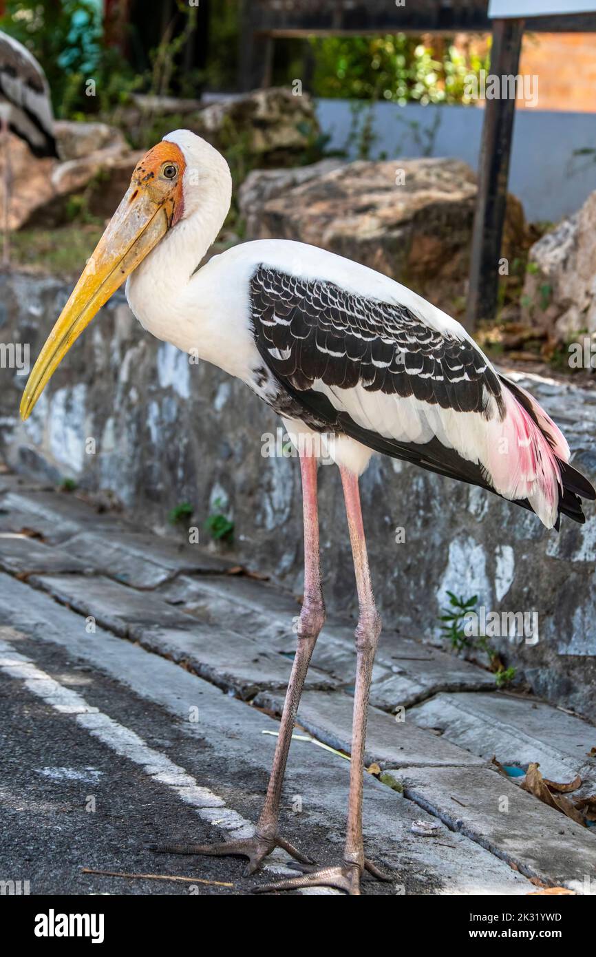 the closeup image of painted stork.  It is a large wader in the stork family. It is found in the wetlands of the plains of tropical Asia south Stock Photo