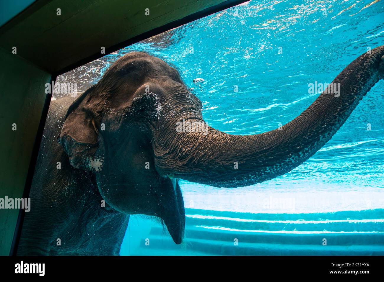 Chonburi Thailand 10th Jun 2022: The tourists  are watching Asian elephant (Elephas maximu) swimming in the big tank in khao kheow open zoo. Stock Photo