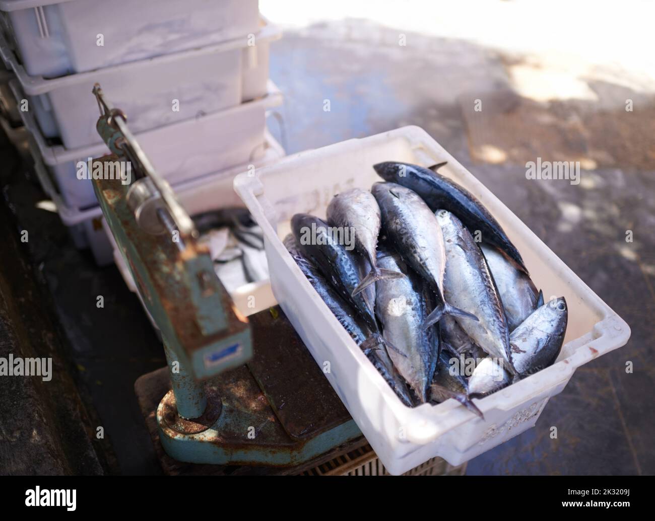 Come get some fish at the market. a container filled with freshly