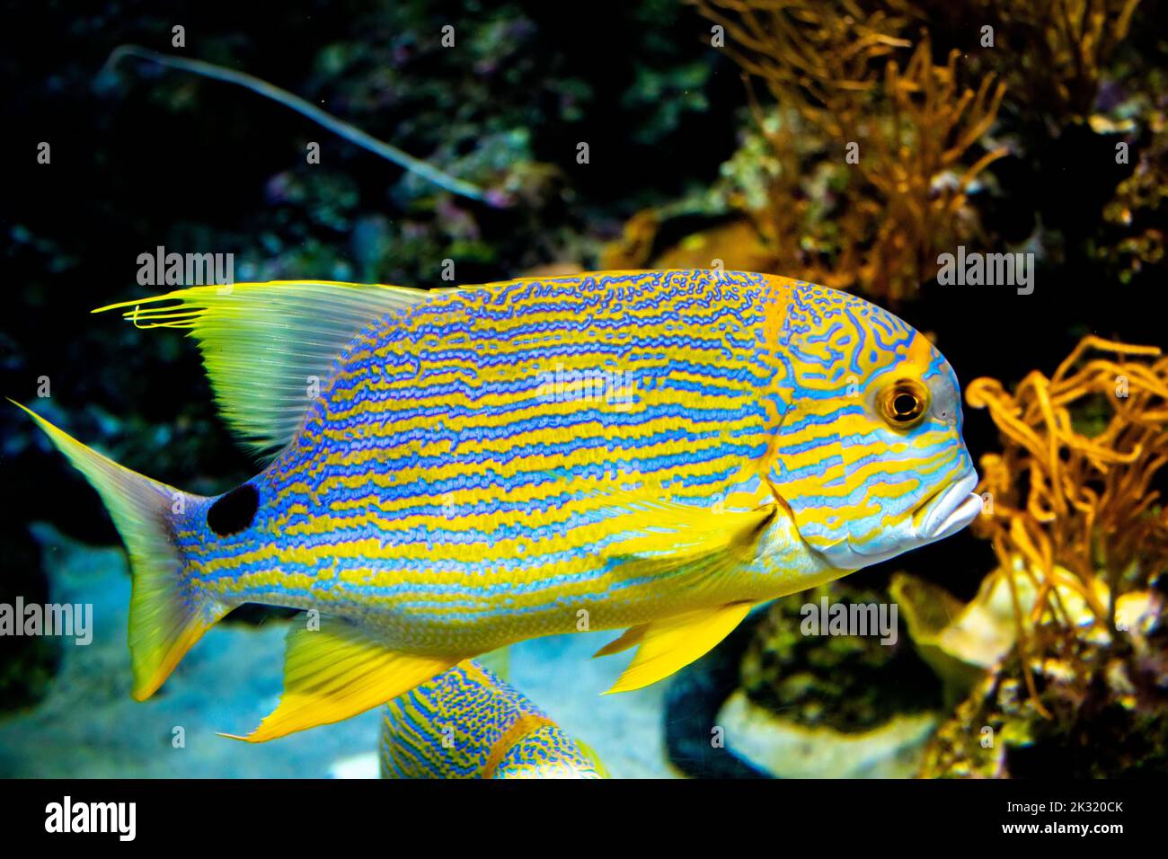 The sailfin snapper (Symphorichthys spilurus) is a species of marine ray-finned fish.  It is native to the Indo-Pacific region. Stock Photo