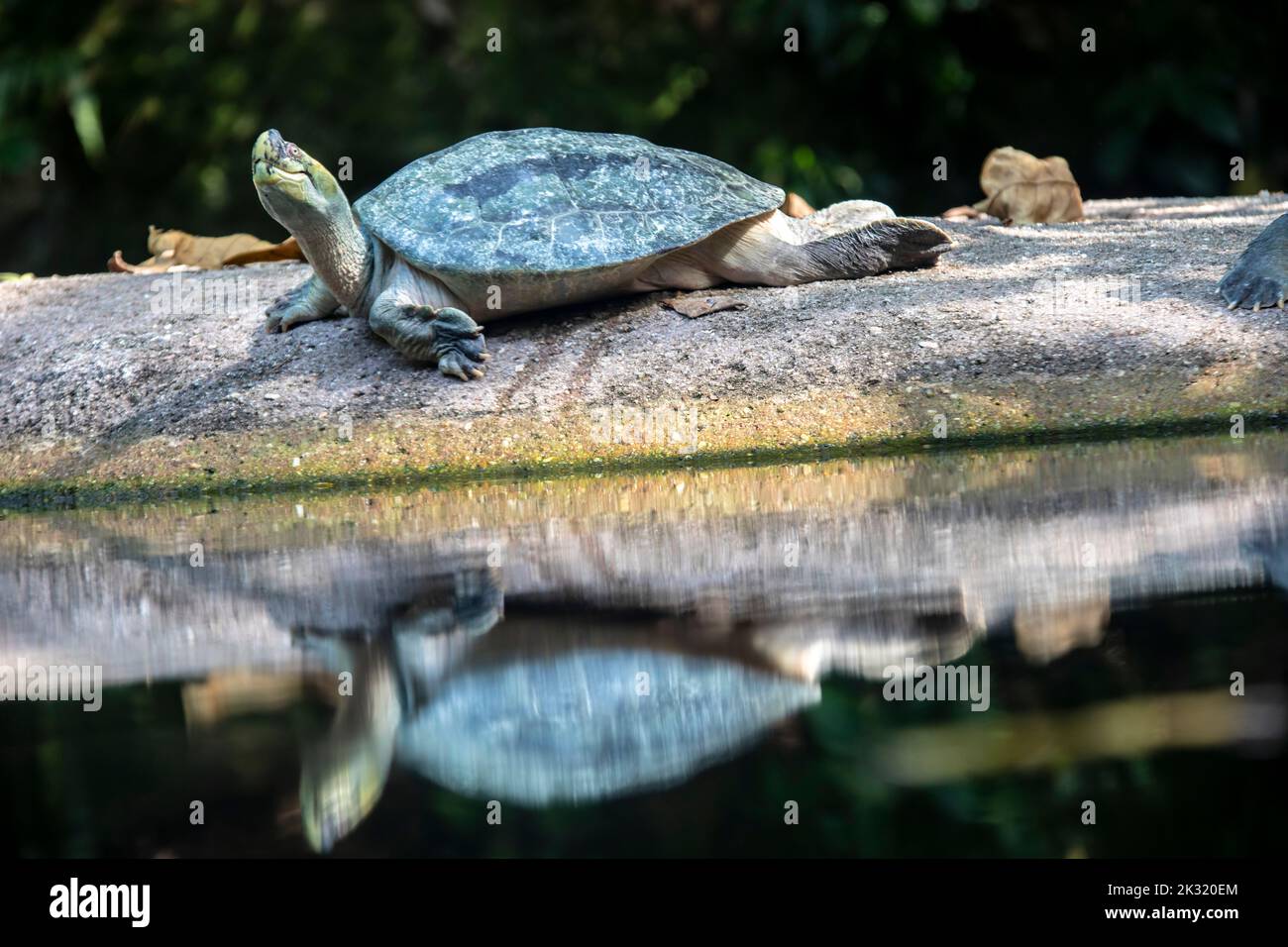 The Burmese roofed turtle (Batagur trivittata) is one of six species of turtle in the genus Batagur of the family Geoemydidae. Stock Photo
