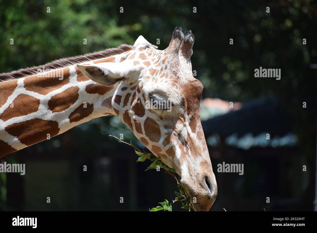 side view of giraffe Stock Photo - Alamy