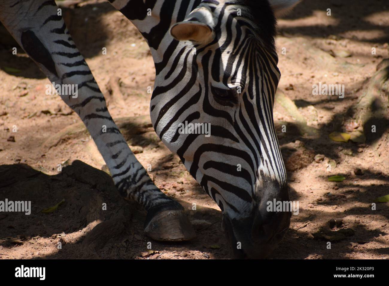 Zebra natural environment hi-res stock photography and images - Alamy