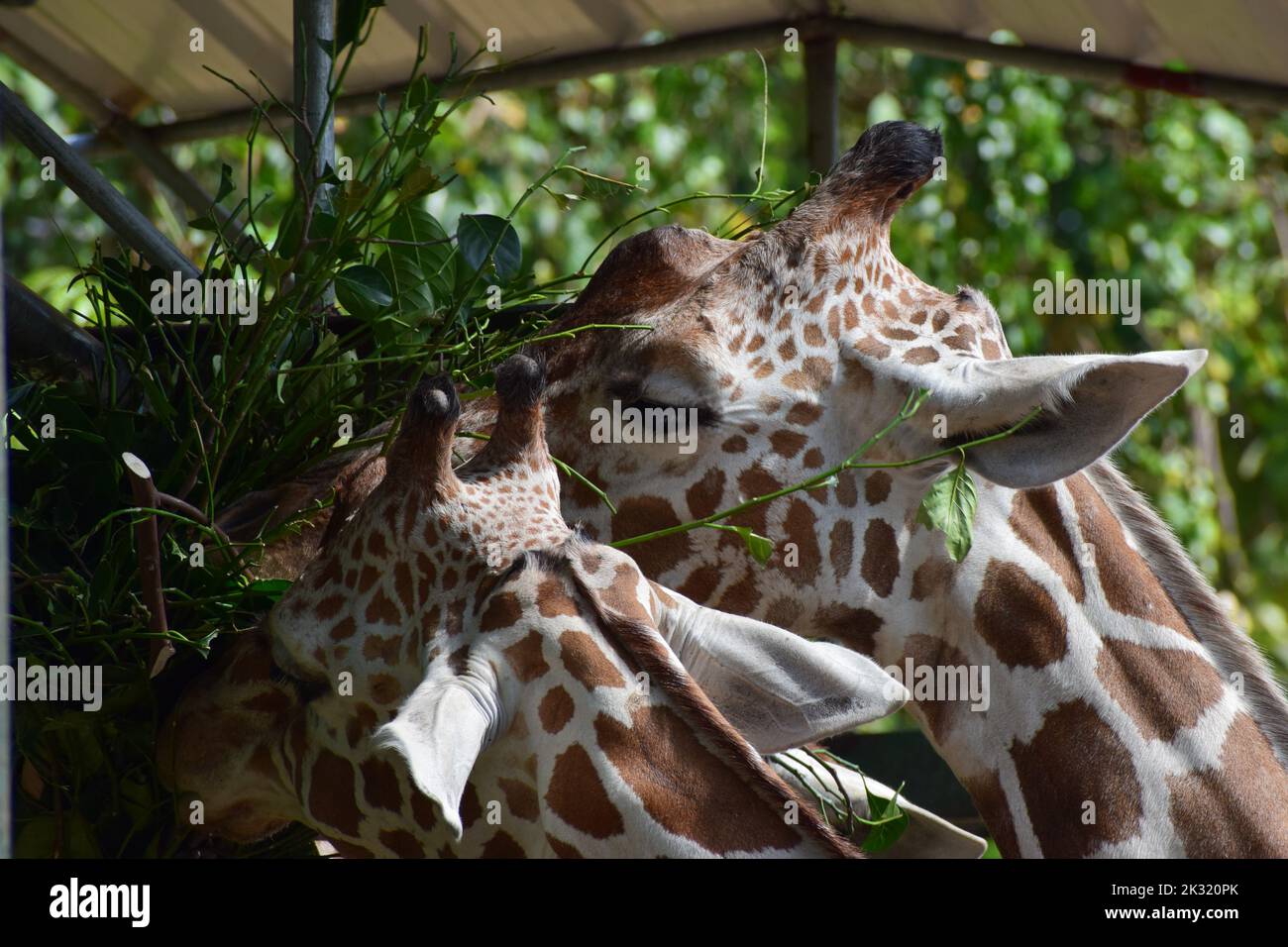 giraffe eating leaves Stock Photo