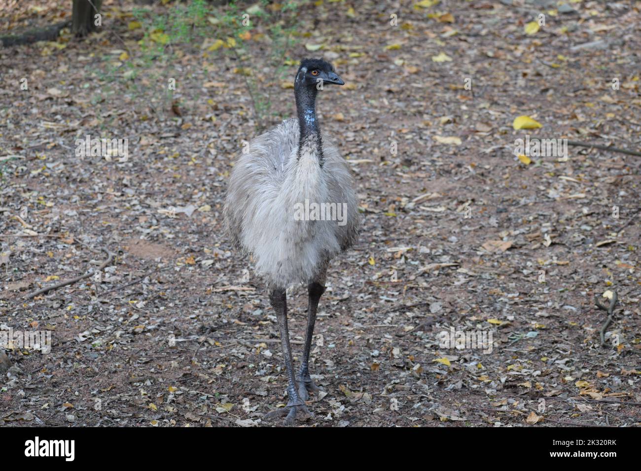 Little Emus Stock Photo
