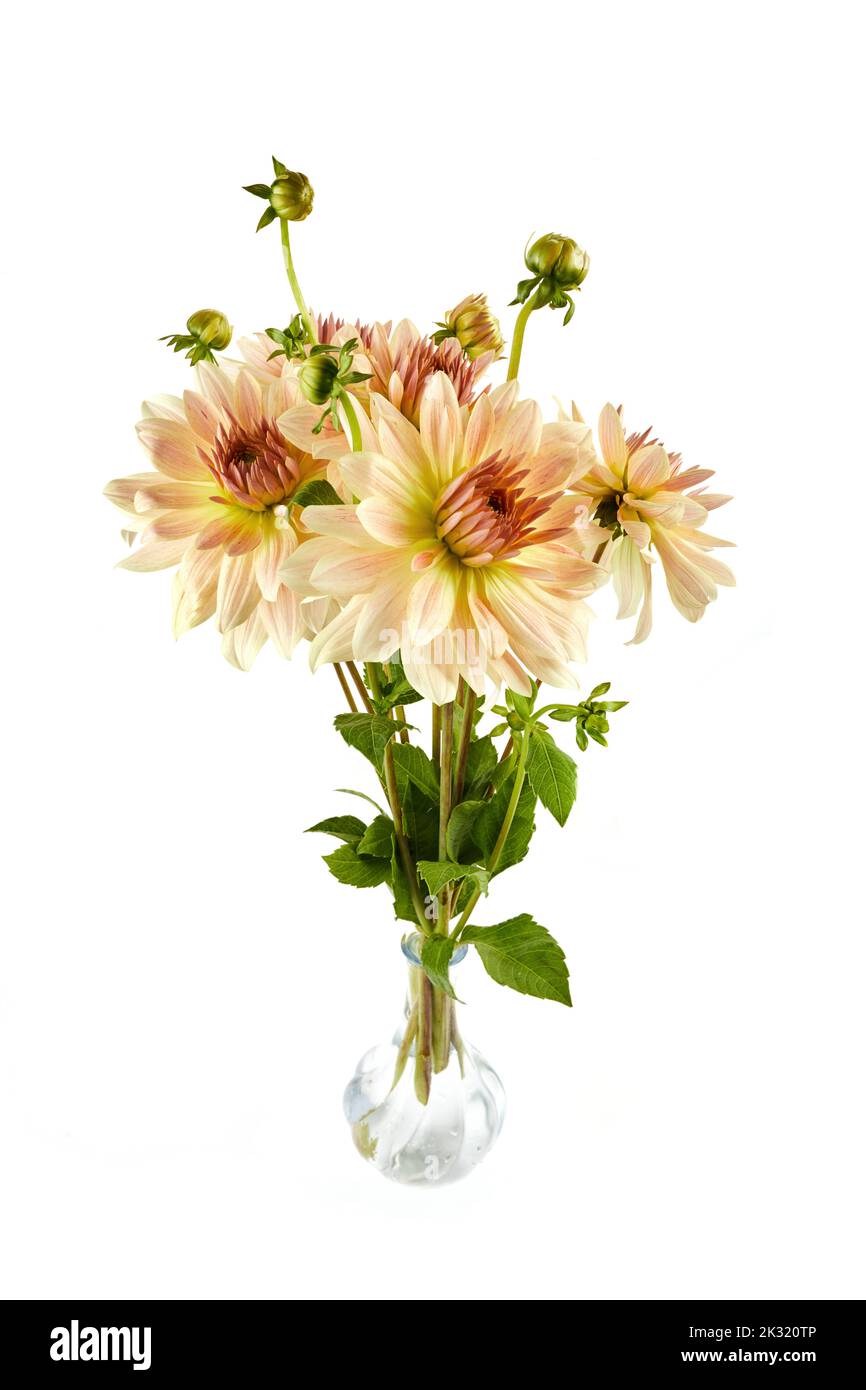 Multi coloured, light pink and yellow dahlia blooming flowers isolated on white background Stock Photo
