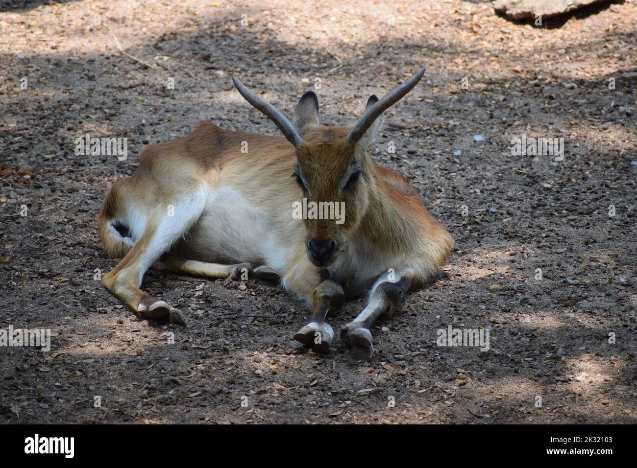 innocent impala Stock Photo