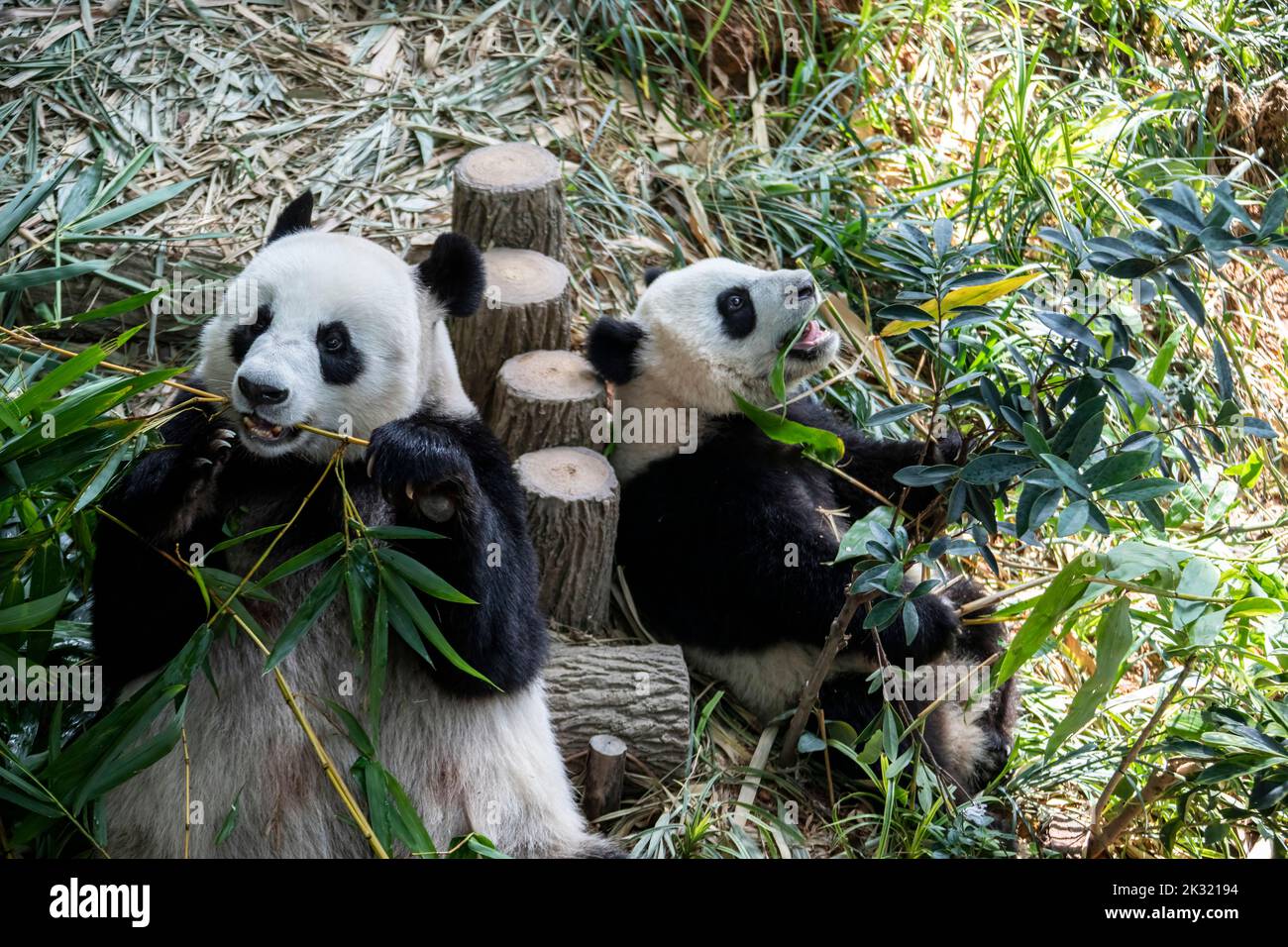 The Panda The Giant Panda Lele And His Mother Jiajia Ailuropoda