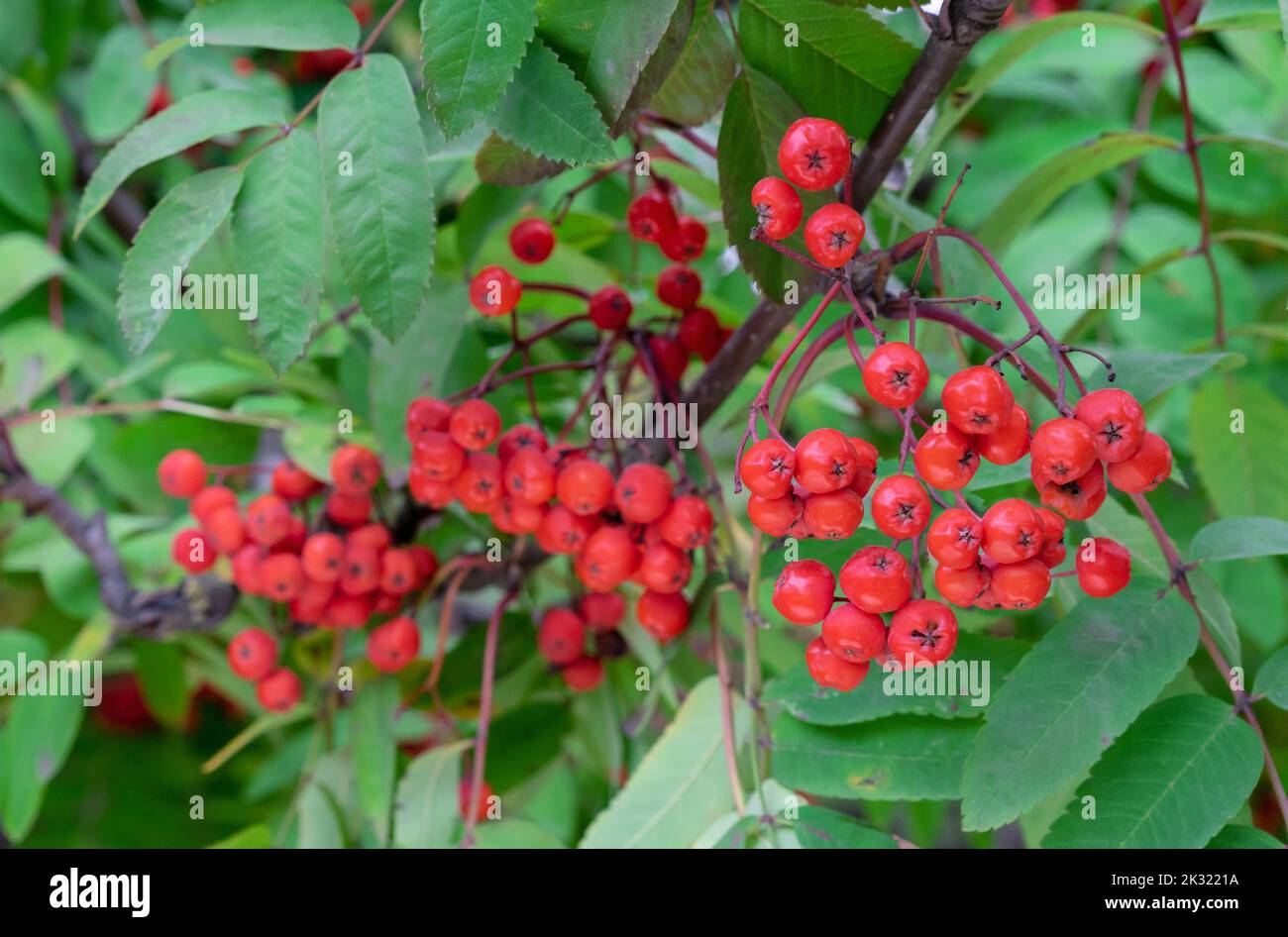 Red rowan berries. Ripe rowan berries closeup. Rowan branches with ripe fruits. Sorbus aucuparia fruits. Stock Photo