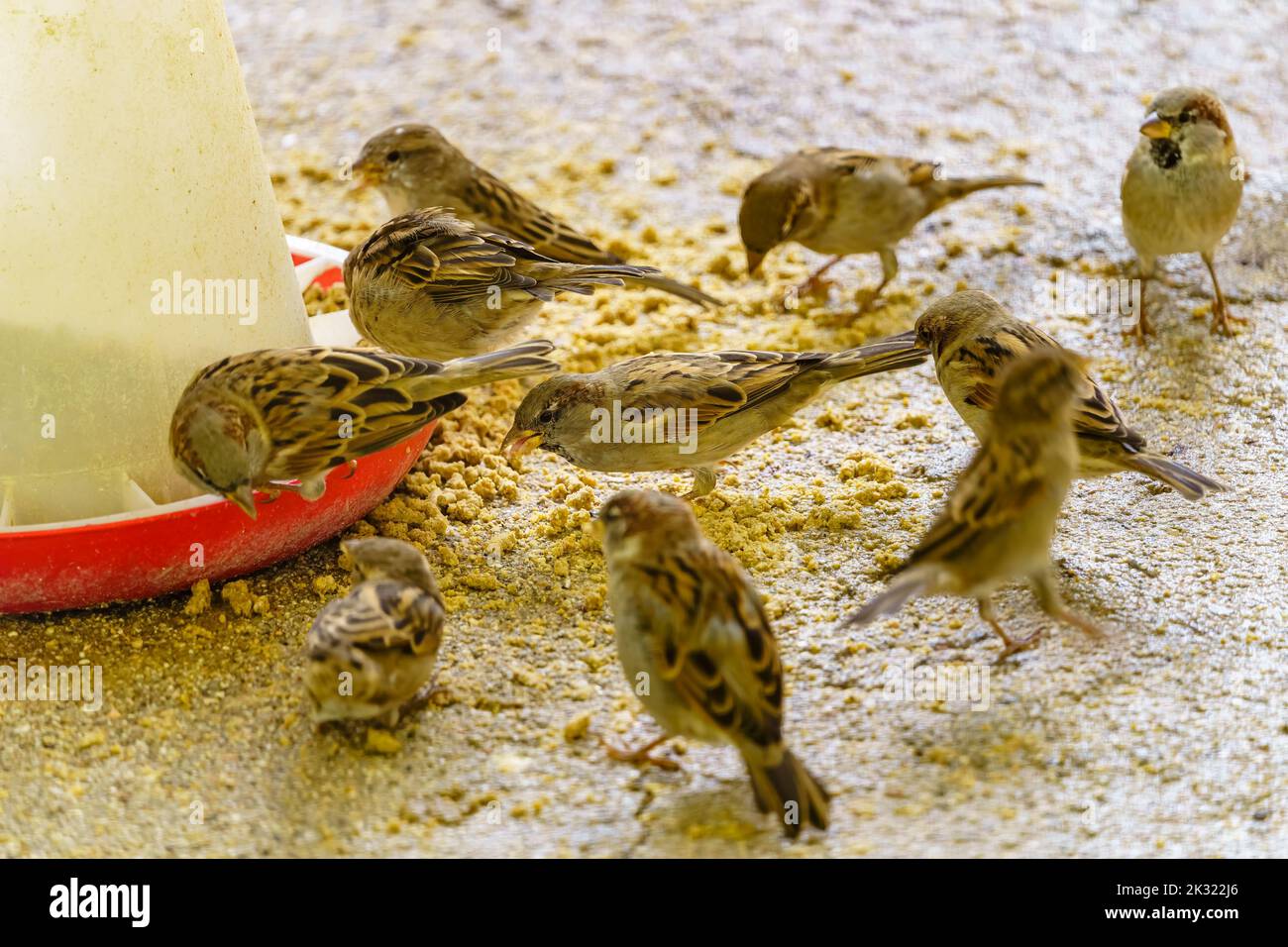 Group of sparrows eating from a feeder where they have put food Stock