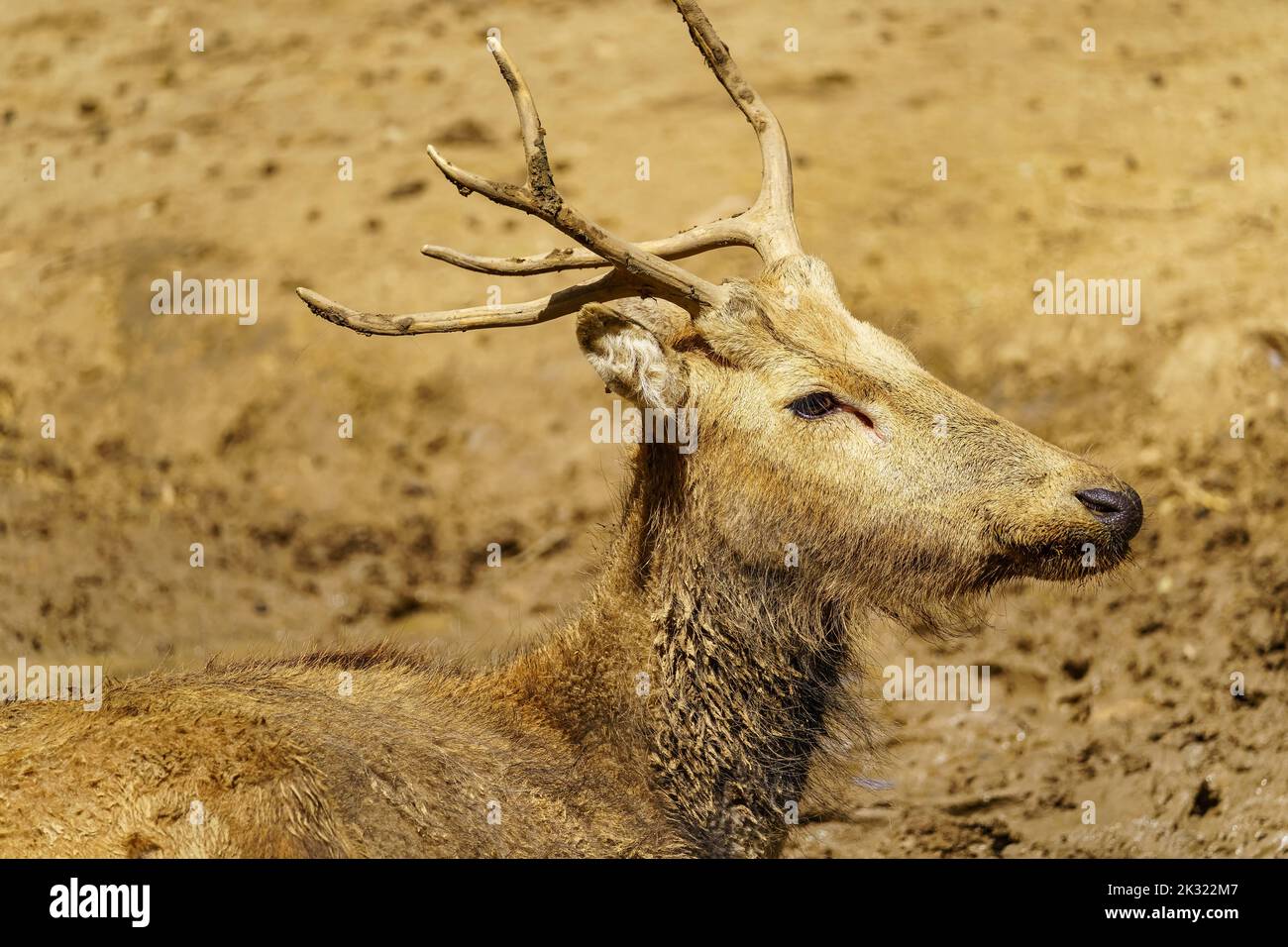 Deer full of mud after a rainy day in the field where it lives Stock