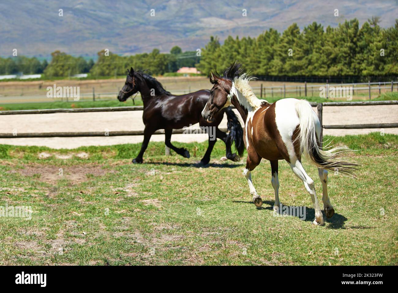 Stretching their legs. two horses trotting in a field on a ranch Stock