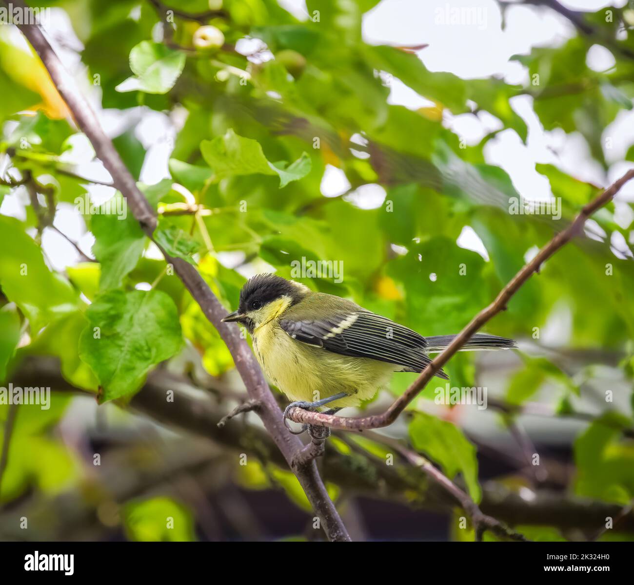 Closeup of a great tit bird sitting in a tree Stock Photo