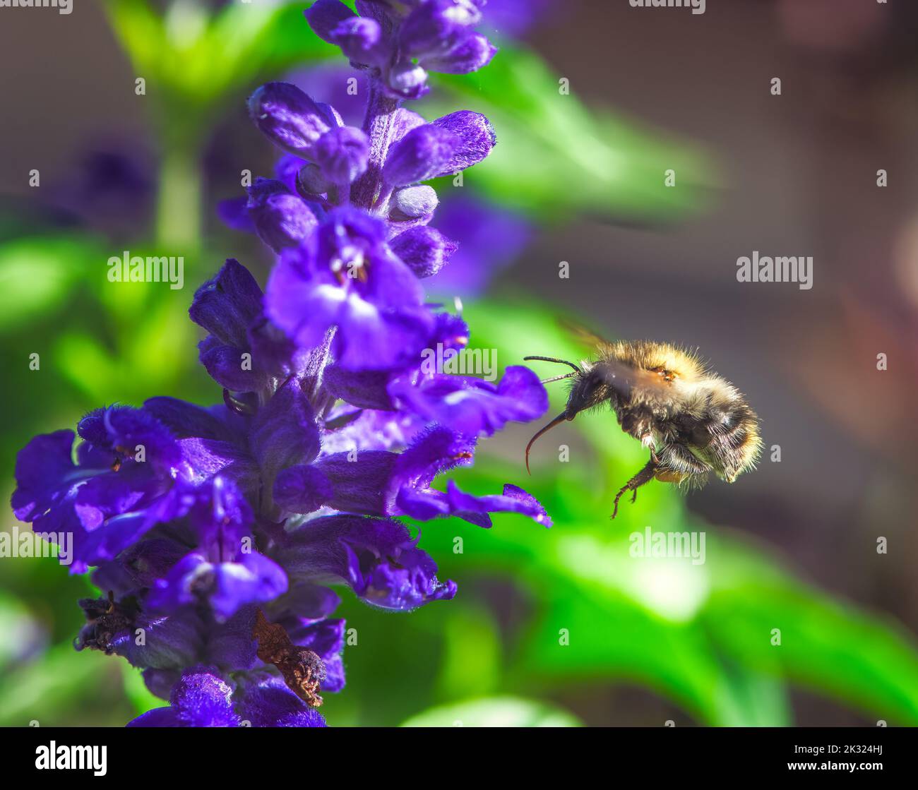 Macro of a common carder bee flying to a purple sage flower blossom Stock Photo
