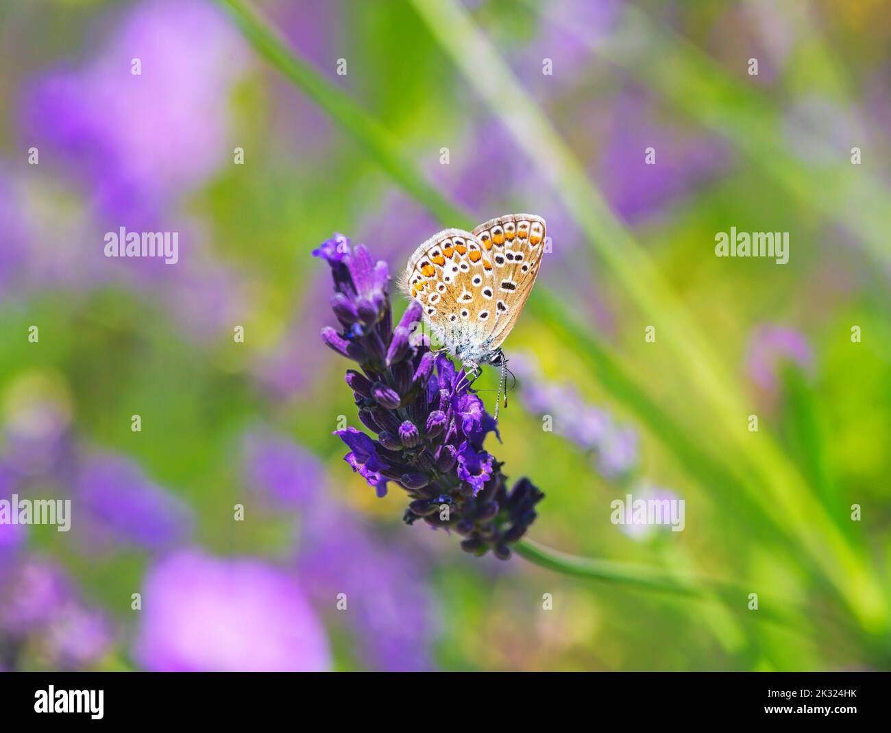 Macro of a common blue butterfly on a clary flower Stock Photo