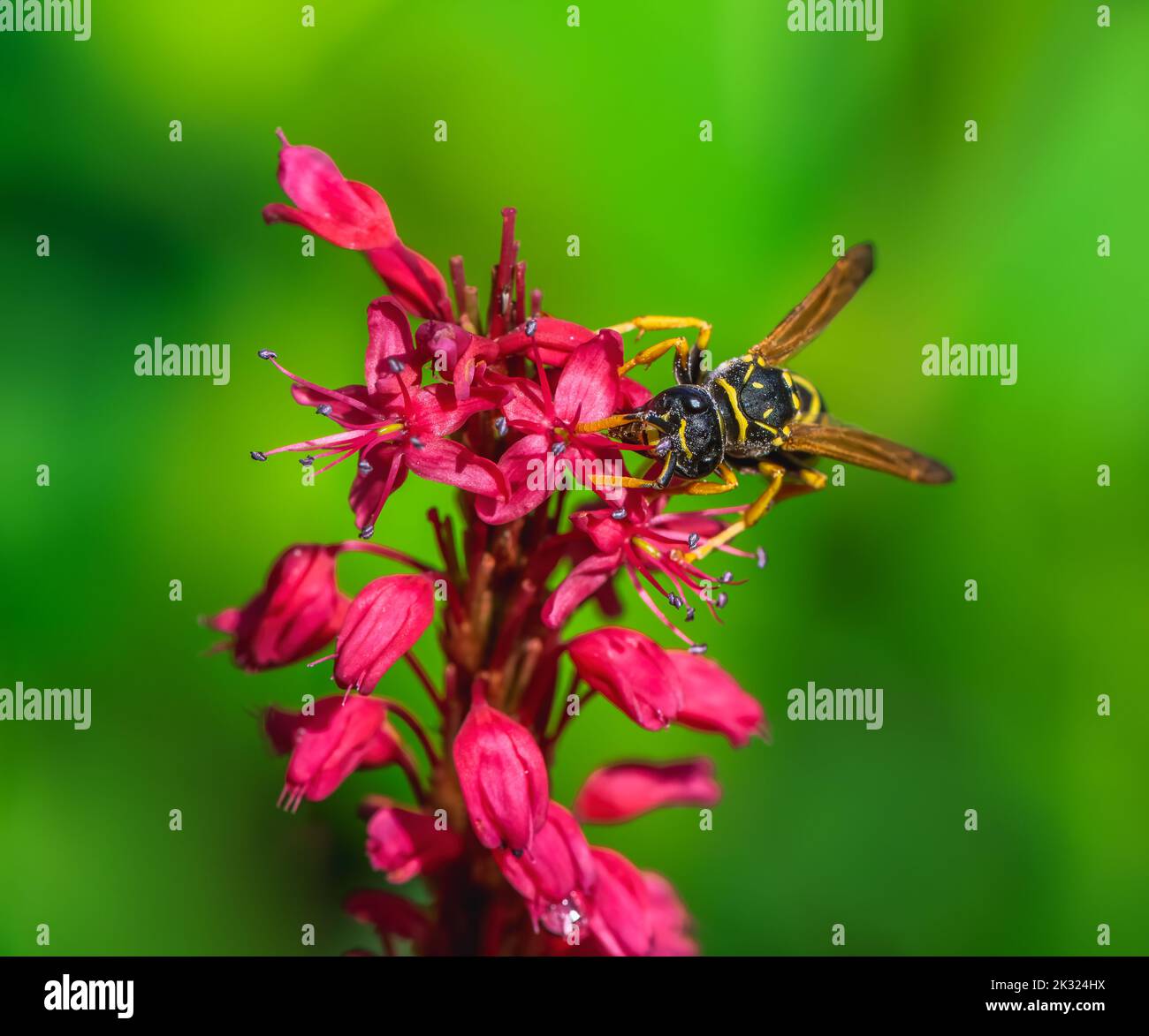 Macro of a wasp on the blossoms of a persicaria flower Stock Photo