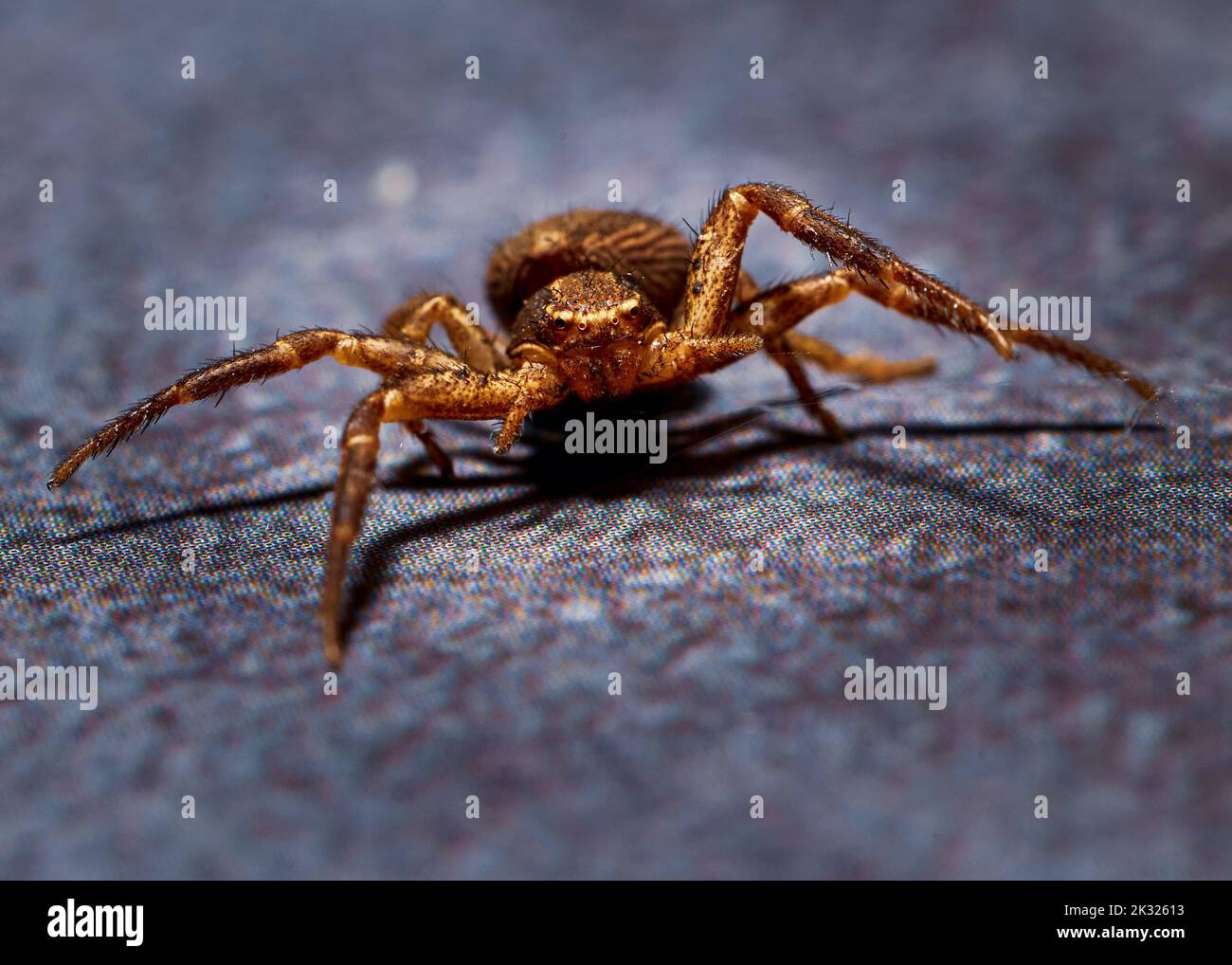 Closeup photo of a sidewalk spider Stock Photo - Alamy