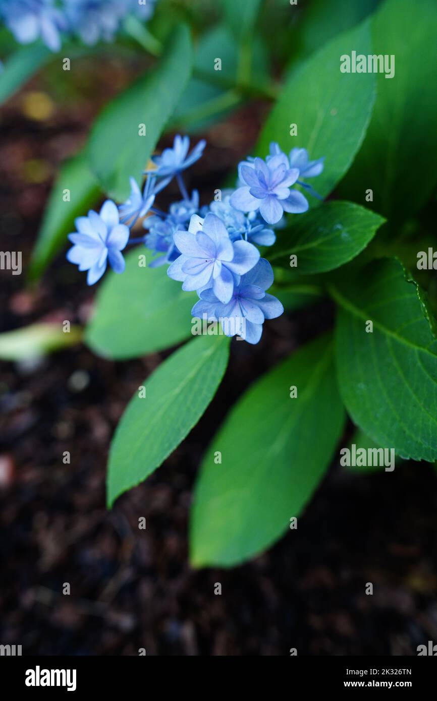 A vertical closeup of a blue Scorpion grasses with leaves and blurred background Stock Photo