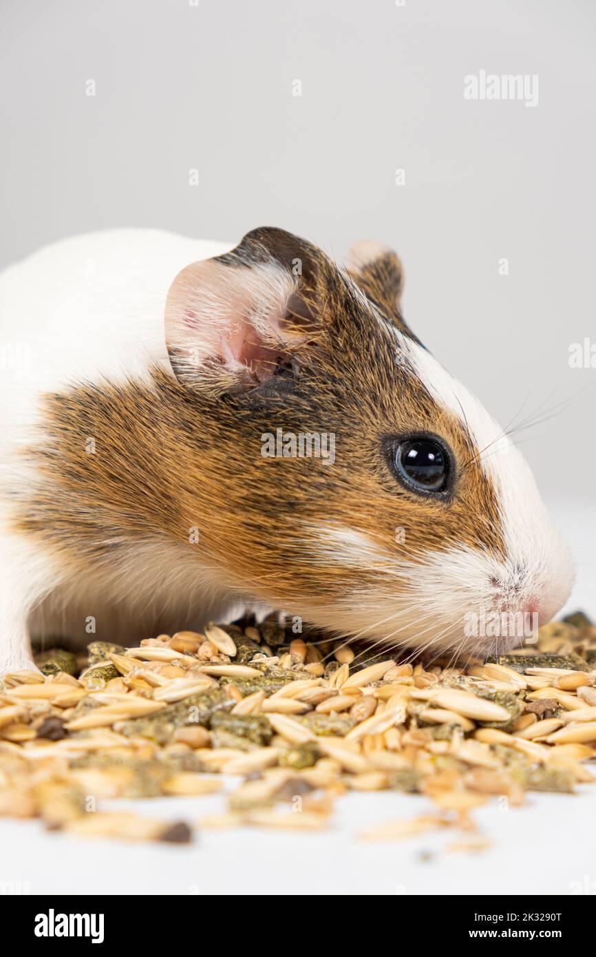 White-brown small guinea pig eats grain feed on a white background ...