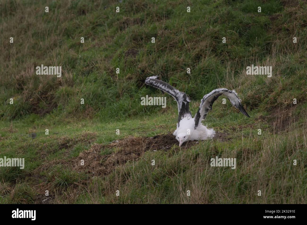 Fledging Royal Albatross stretching its wings, Otago Peninsula, New Zealand. Stock Photo