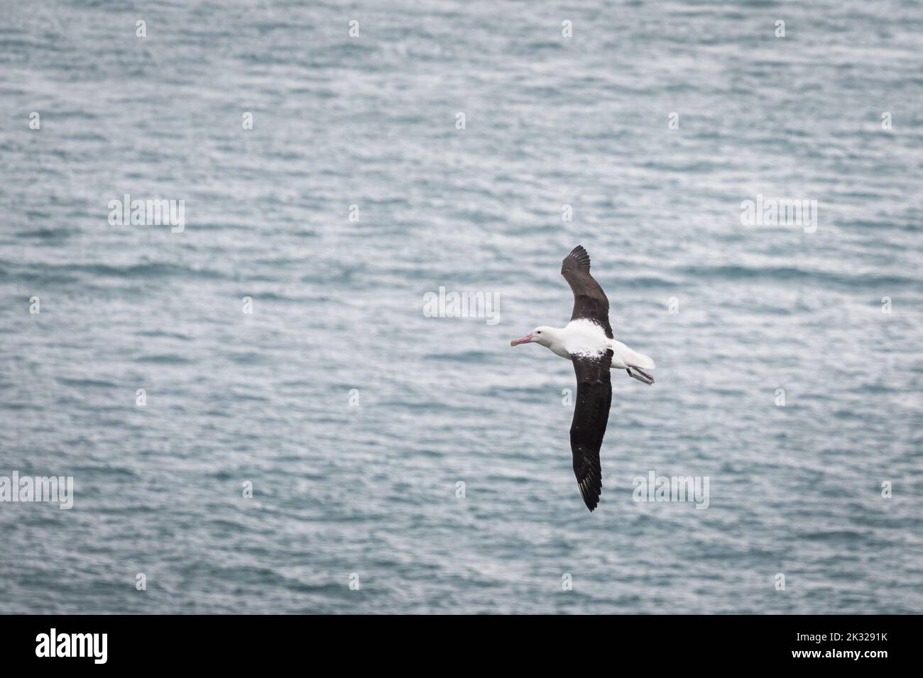 Northern royal albatross in flight, at sea of Otago Peninsula, New Zealand. Stock Photo