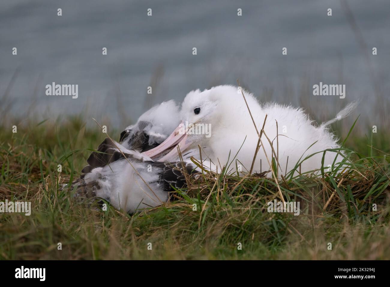 Fluffy baby Royal Albatross grooming, Otago Peninsula, New Zealand. Stock Photo
