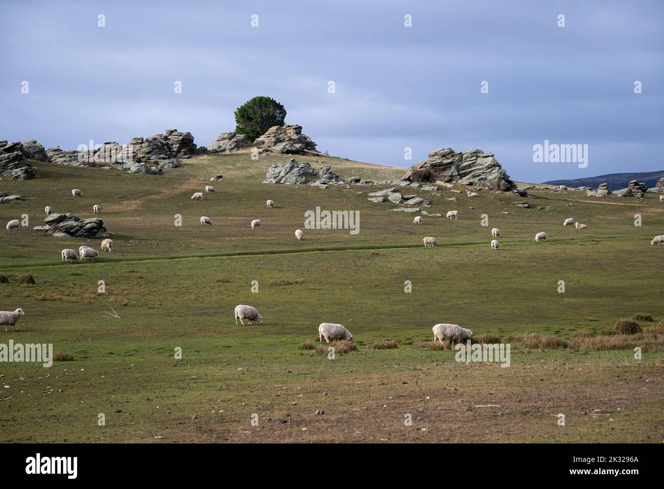 Sheep grazing in Central Otago, South Island. Stock Photo